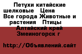 Петухи китайские шелковые › Цена ­ 1 000 - Все города Животные и растения » Птицы   . Алтайский край,Змеиногорск г.